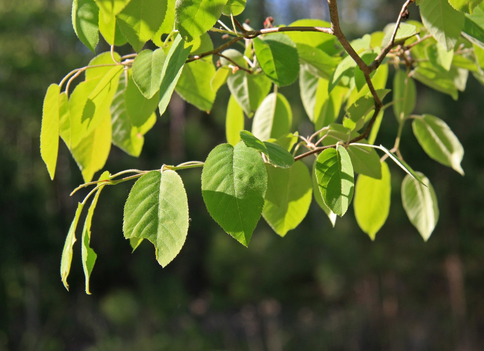 Beautiful Serviceberry (Amelanchier arborea) plant