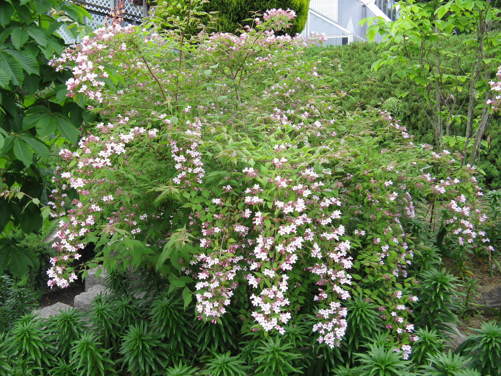 Beauty Bush (Kolkwitzia amabilis) plant