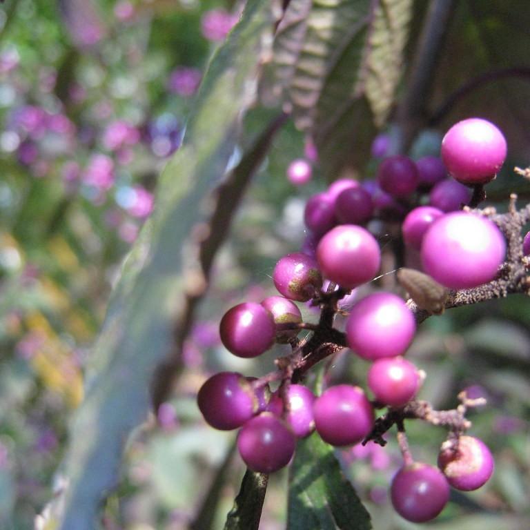 beautyberry (Callicarpa bodinieri var. giraldii 'Profusion') plant