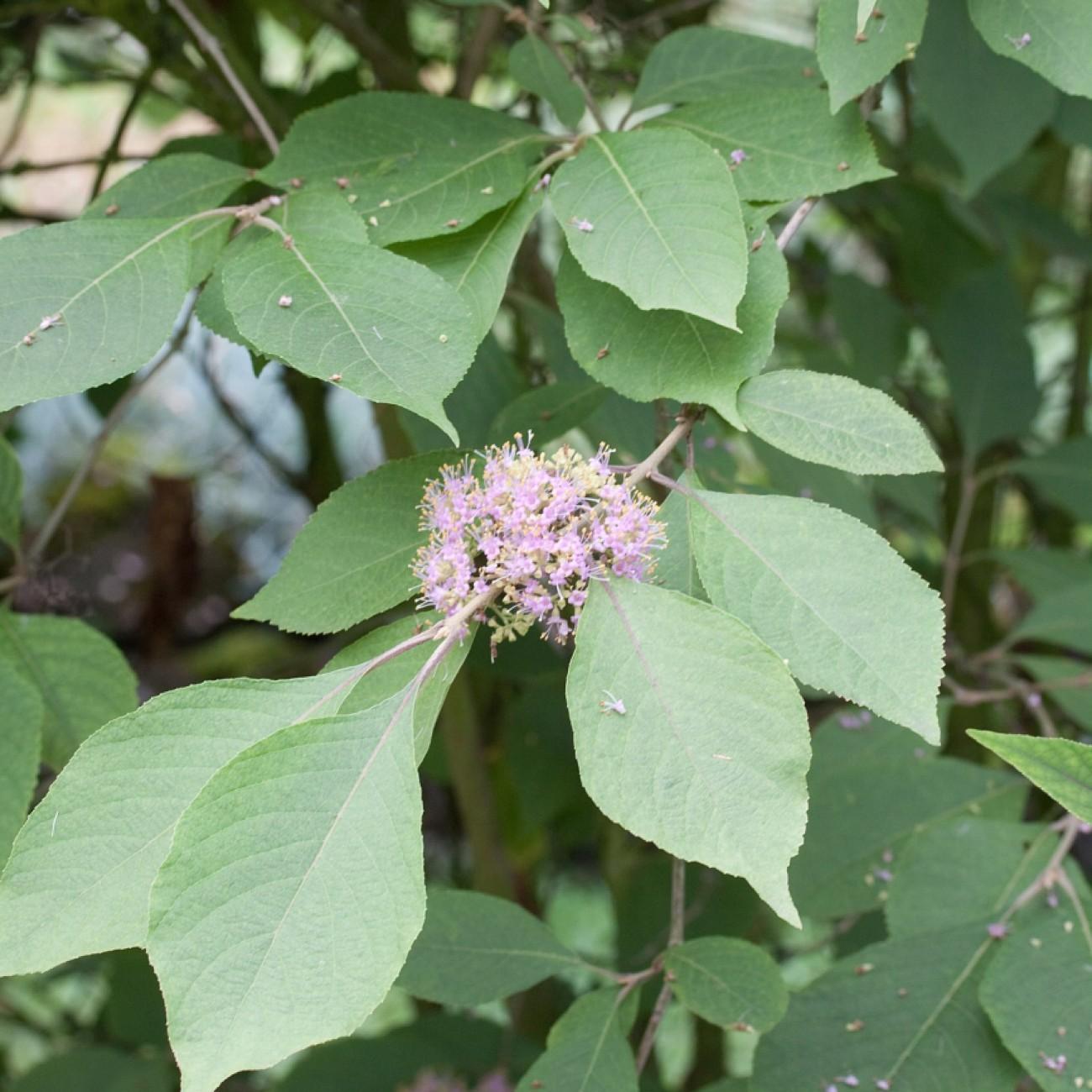 beautyberry (Callicarpa cathayana) plant