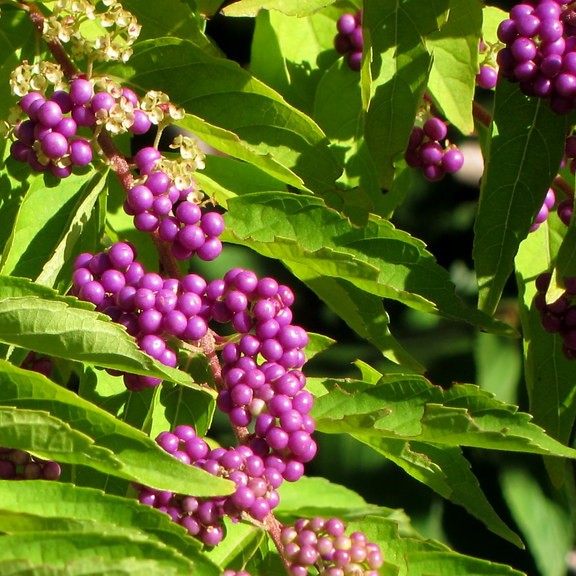 beautyberry (Callicarpa dichotoma 'Issai') plant