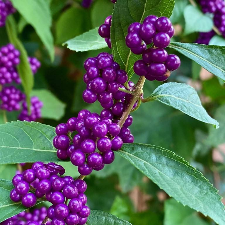 beautyberry (Callicarpa dichotoma 'Shiji Murasaki' WINE SPRITZER) plant — close-up photo