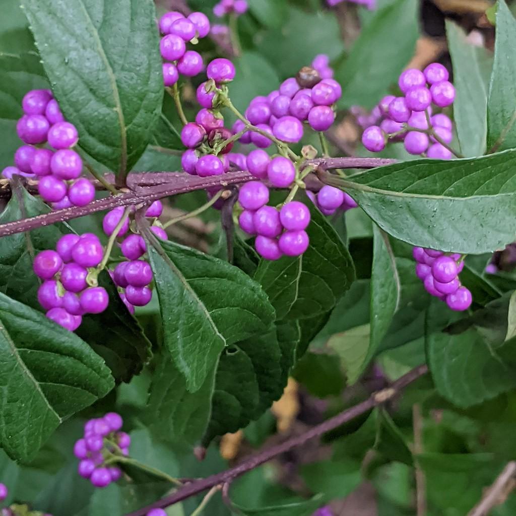 beautyberry (Callicarpa japonica 'Heavy Berry') plant — close-up photo