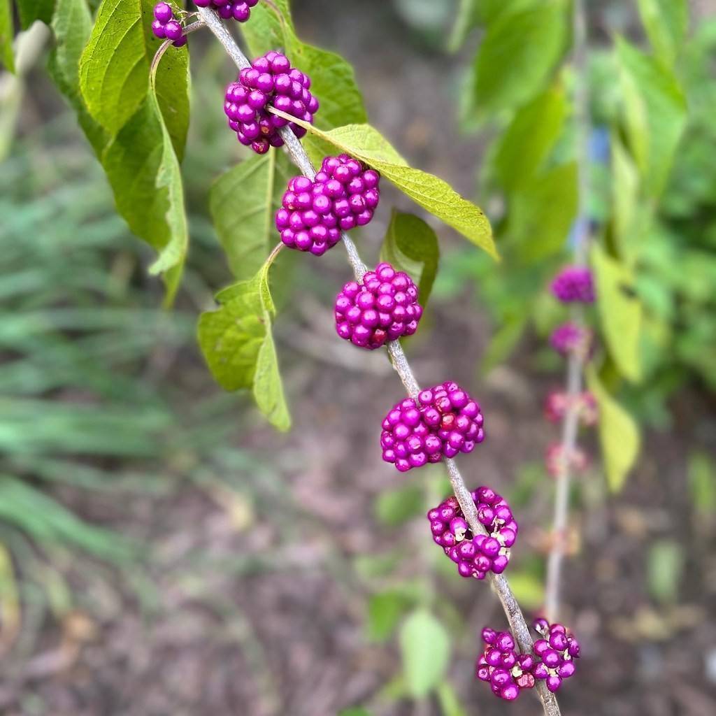 beautyberry (Callicarpa americana) plant