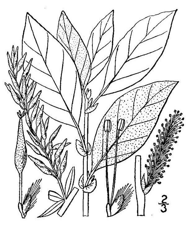 Bebb Willow (Salix bebbiana) plant