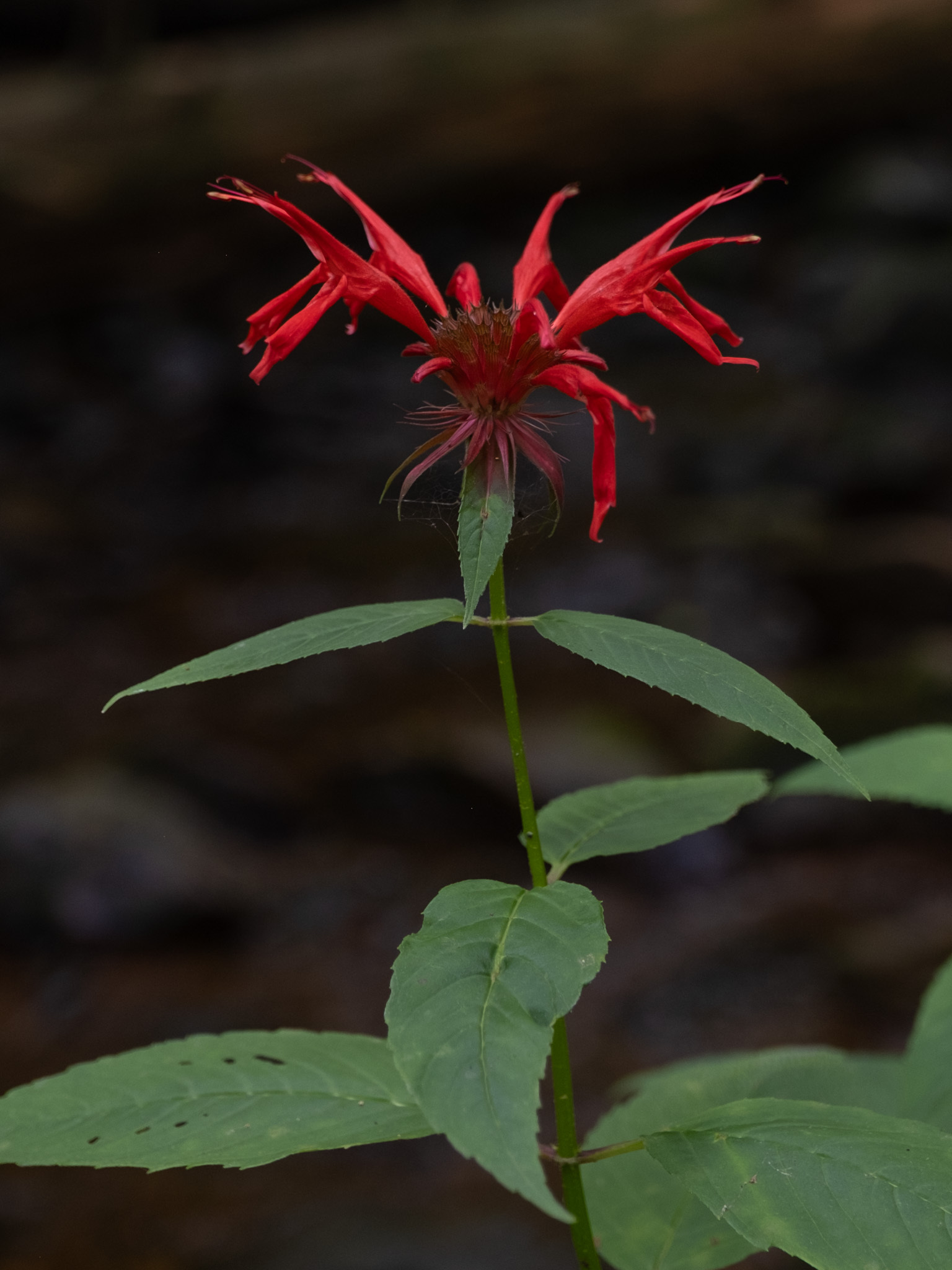 Bee Balm (Monarda didyma) plant