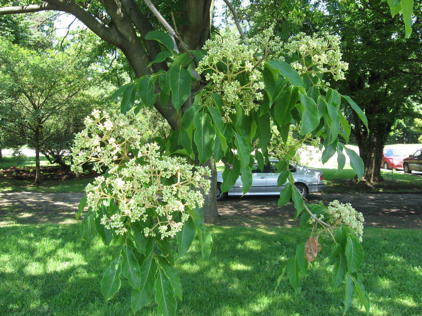 Bee Bee Tree (Tetradium daniellii) plant