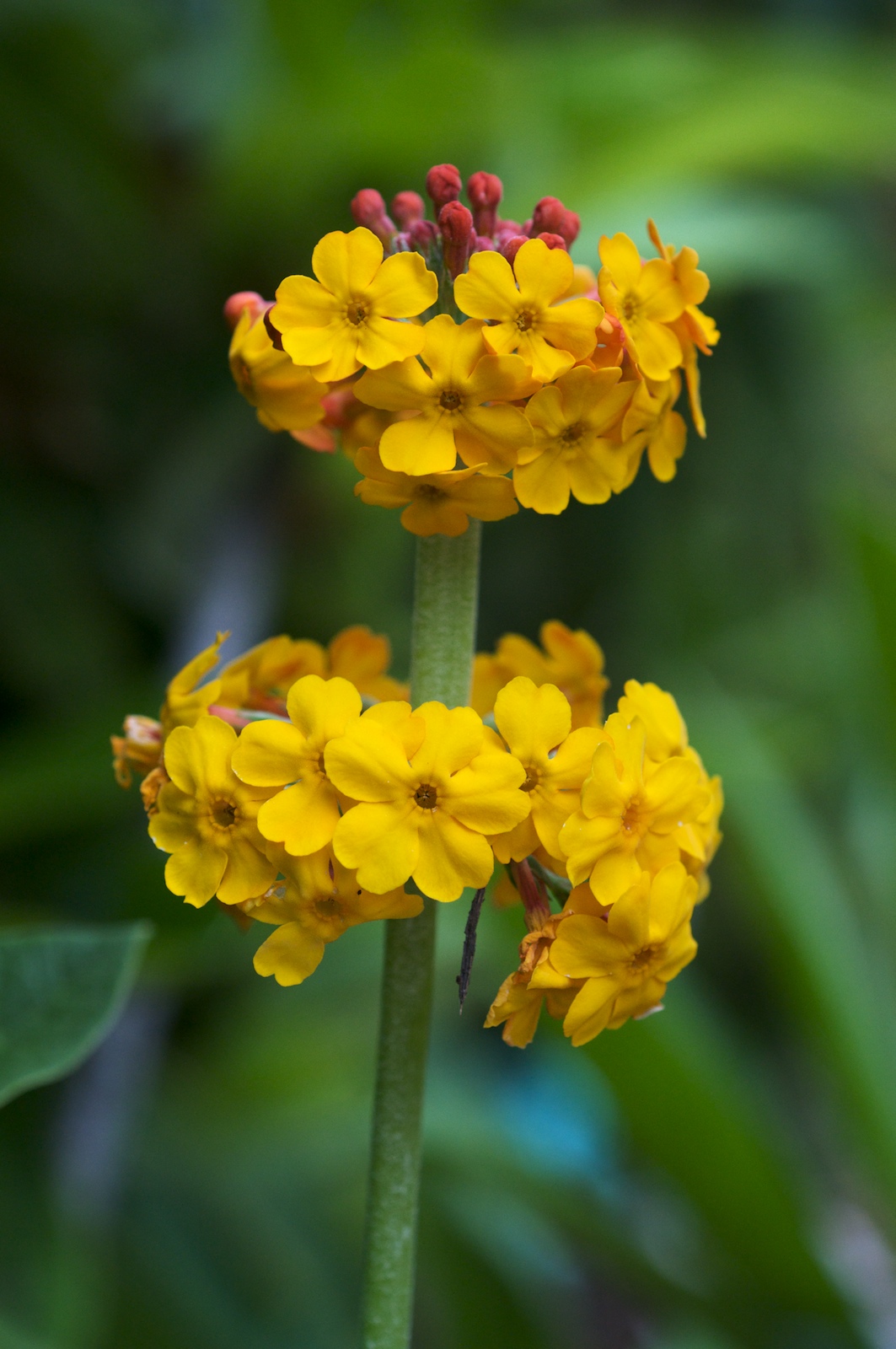 Bee's Primrose (Primula beesiana) plant
