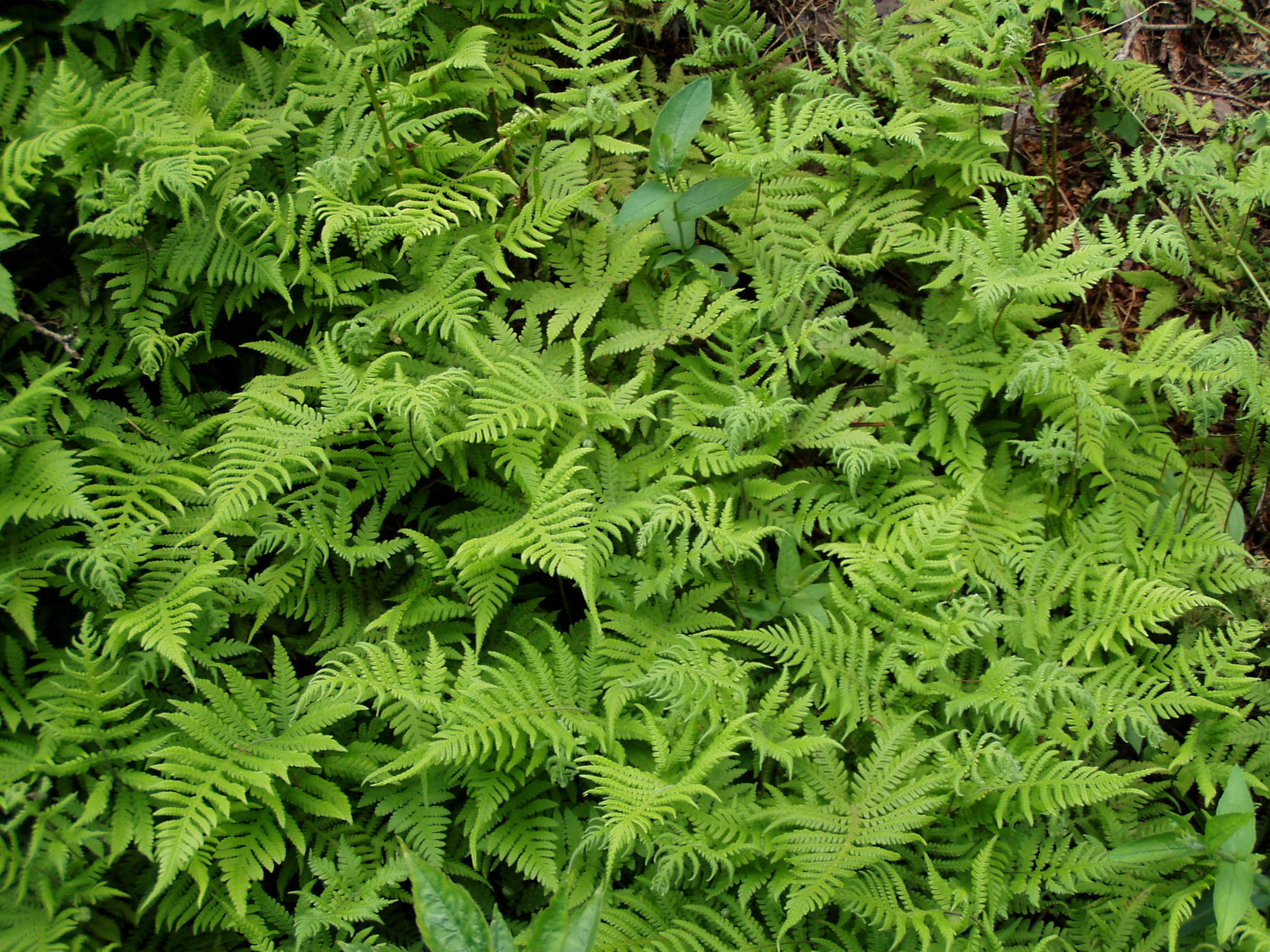 Beech Fern (Phegopteris connectilis) plant