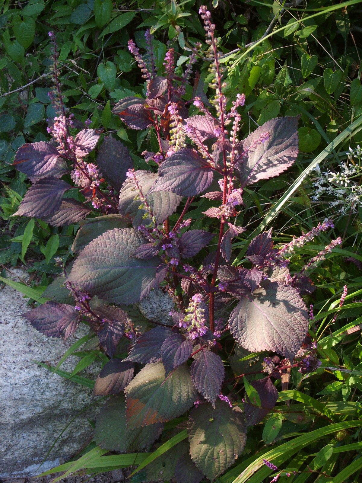 Beefsteak Plant (Perilla frutescens var. crispa) plant