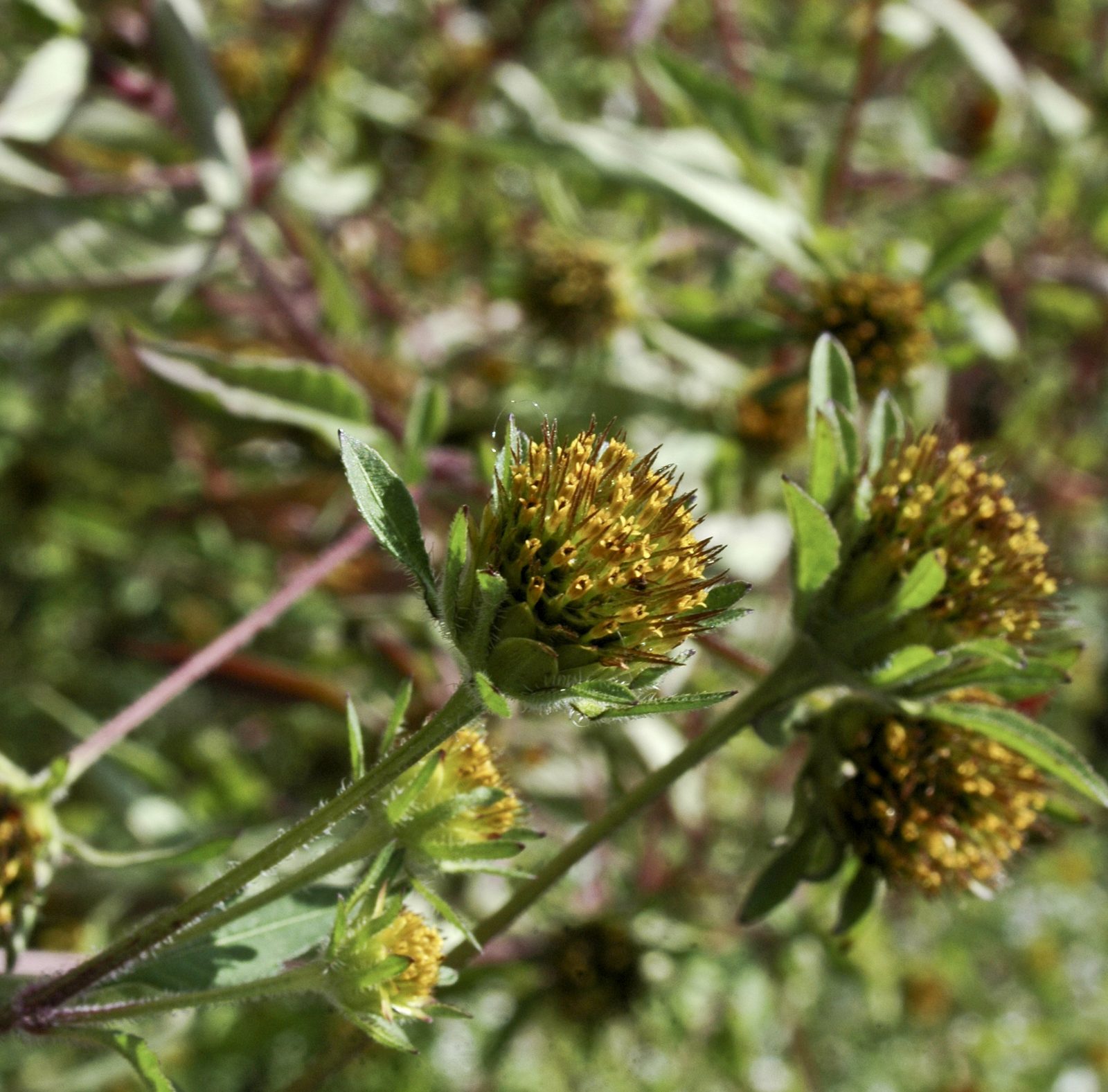 Beggarticks (Bidens frondosa) plant