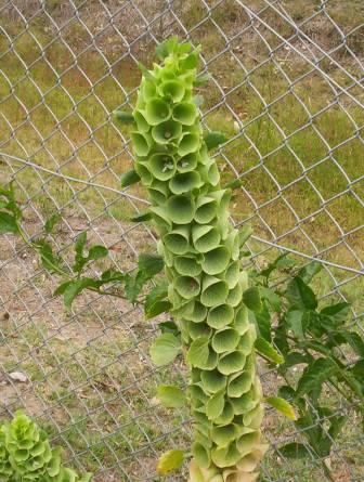 Bells Of Ireland (Moluccella laevis) plant
