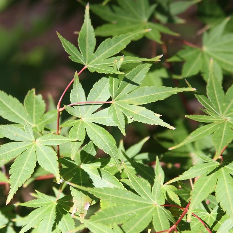 Beni Kawa Coral Bark Japanese Maple* (Acer palmatum 'Beni Kawa') plant