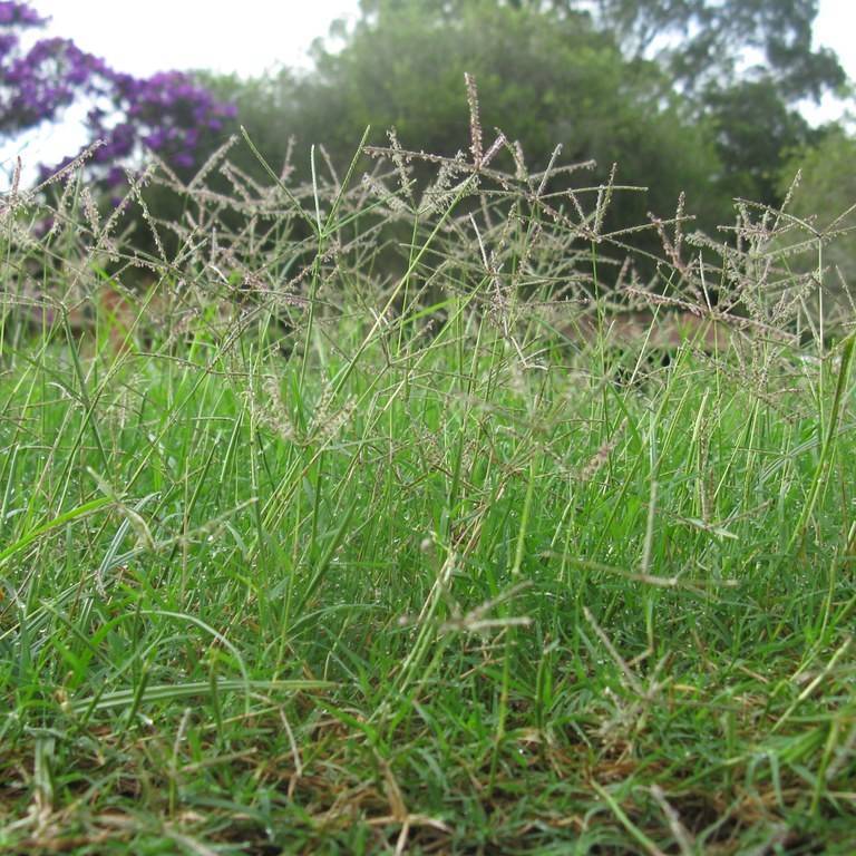 Bermuda grass (Cynodon dactylon 'Yukon') plant