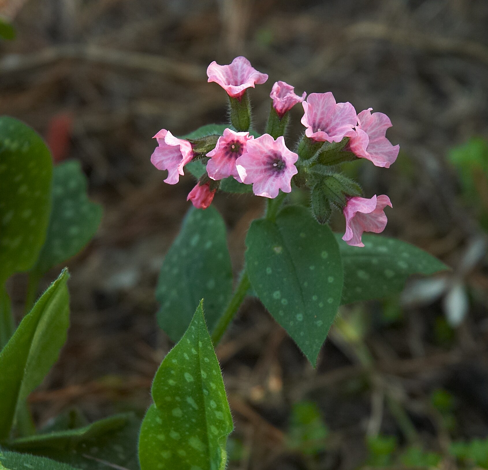 Bethlehem Sage (Pulmonaria saccharata) plant