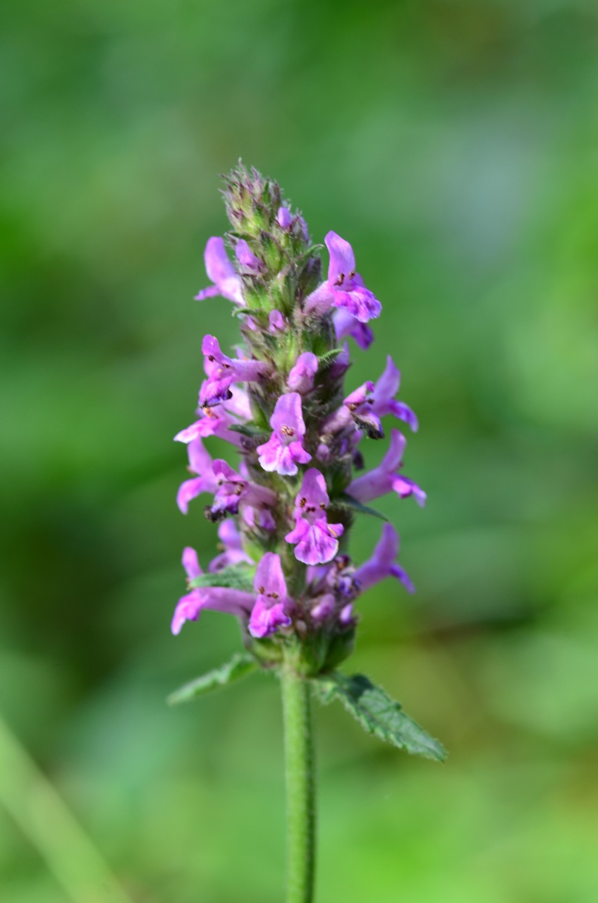 Betony (Stachys officinalis) plant
