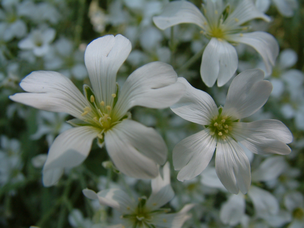 Bieberstein Chickweed (Cerastium biebersteinii) plant