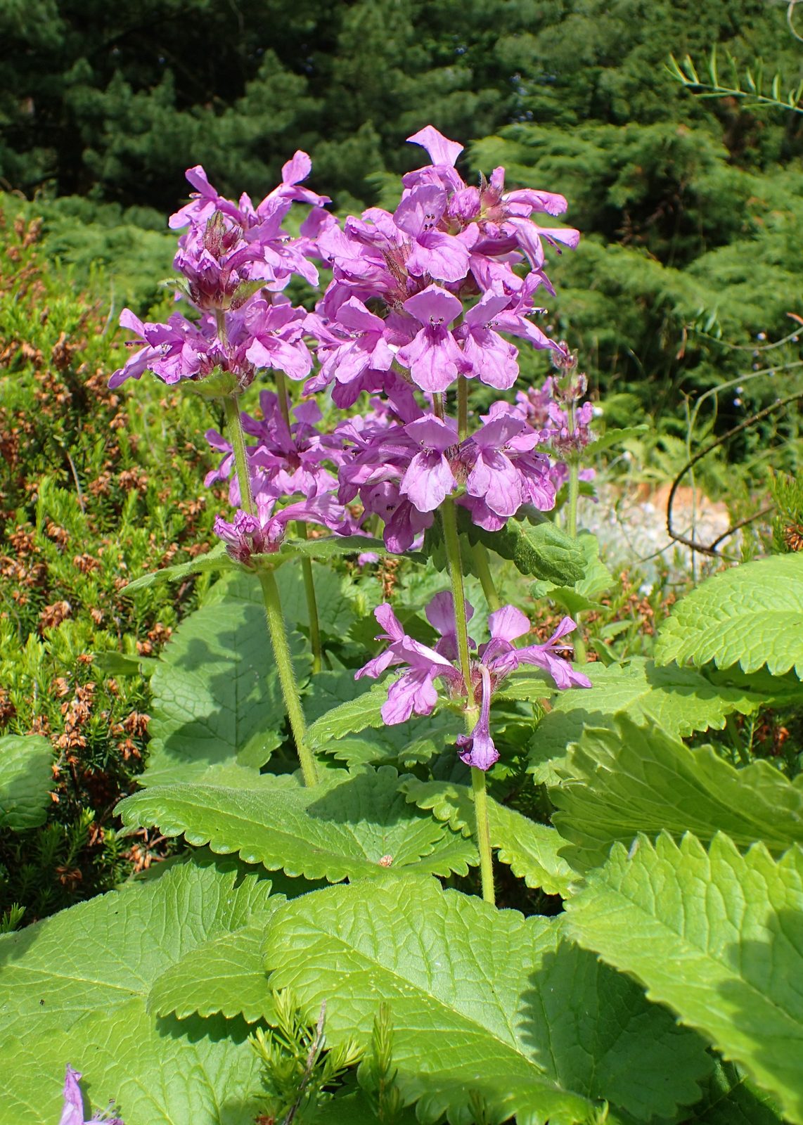 Big Betony (Stachys macrantha) plant