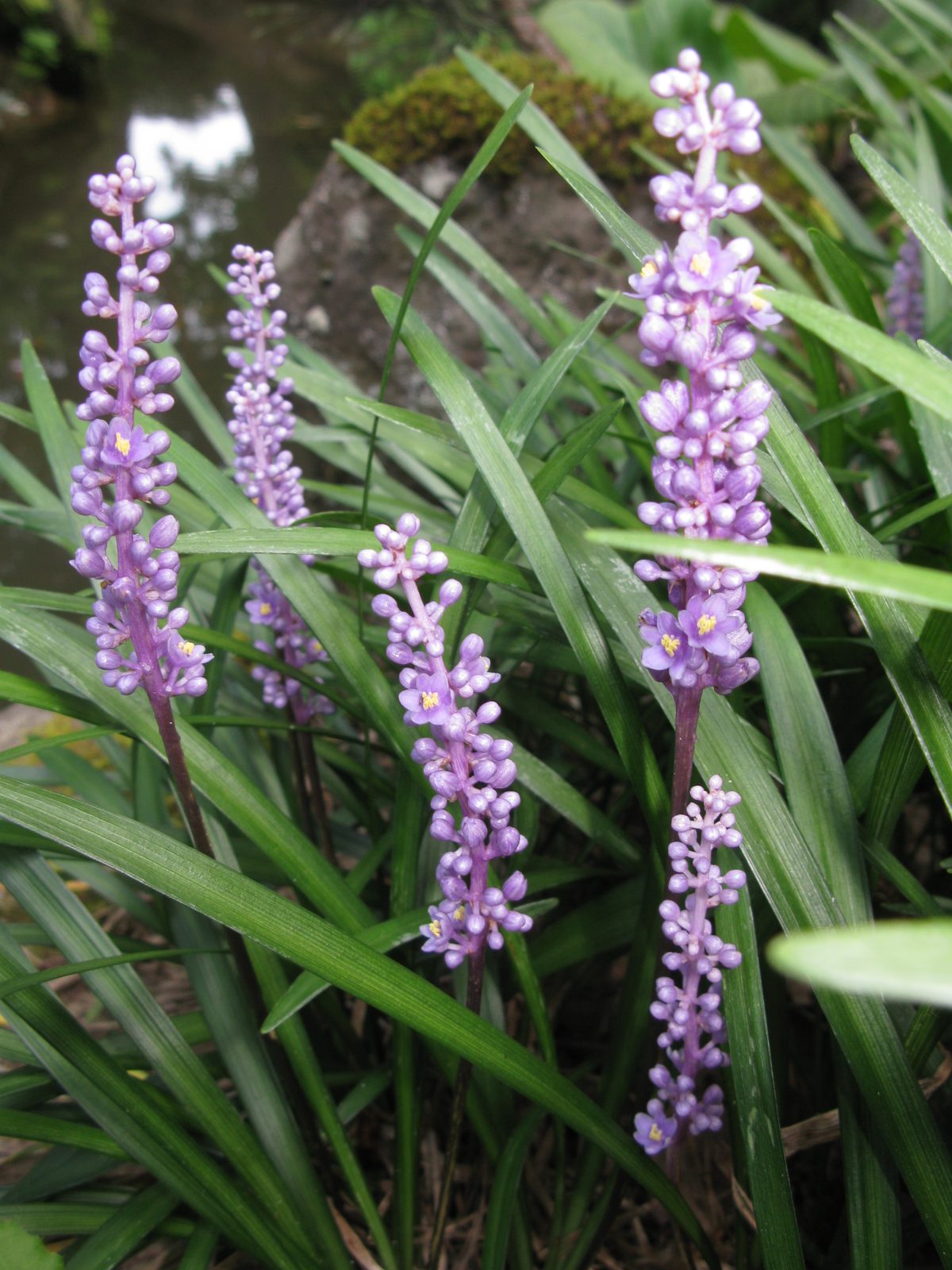 Big Blue Lilyturf (Liriope muscari 'Big Blue') plant