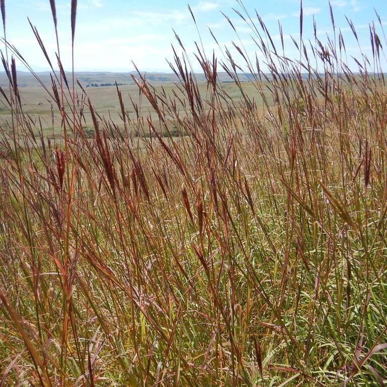 big blue stem (Andropogon gerardii 'Dancing Wind') plant
