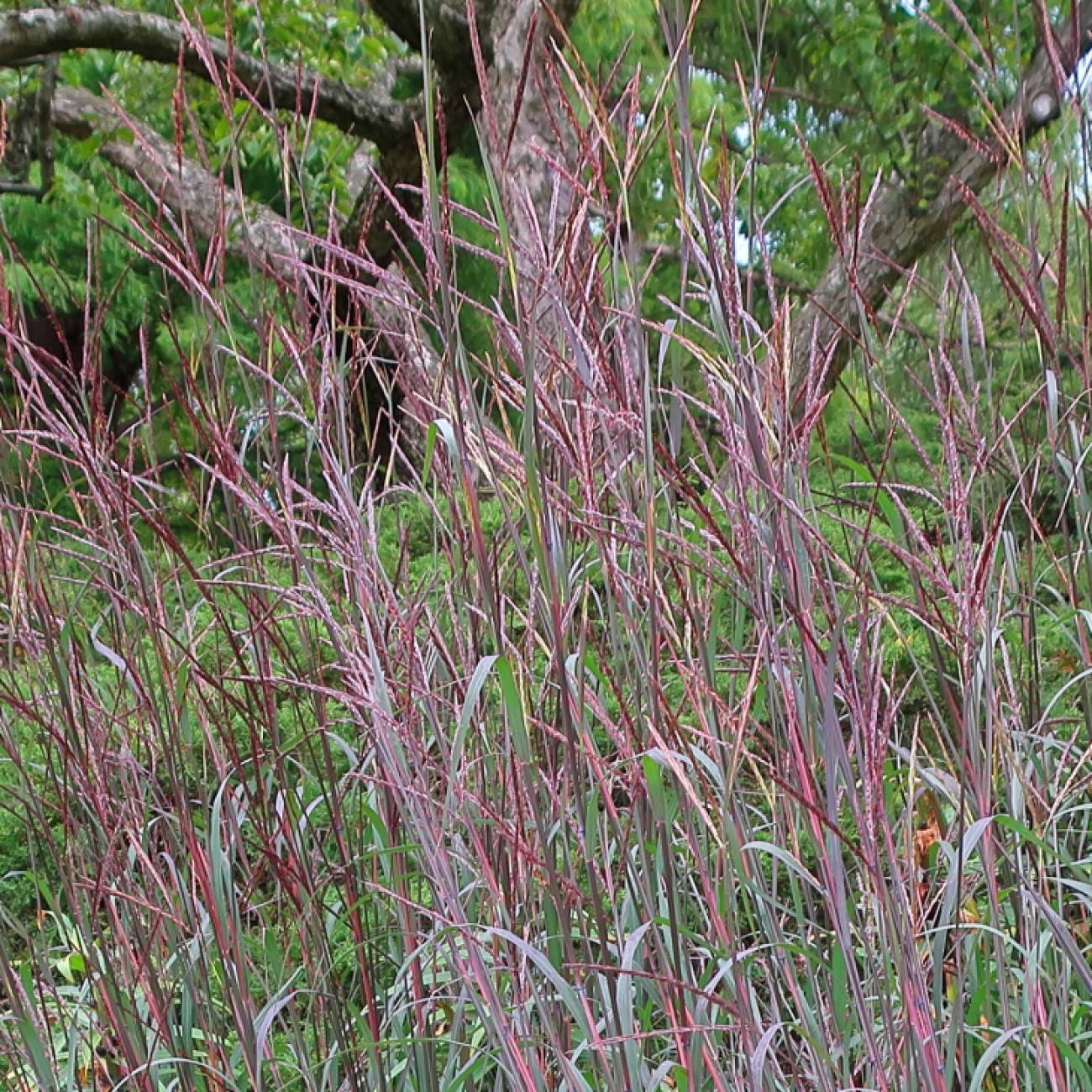 big blue stem (Andropogon gerardii 'Red October') plant — close-up photo