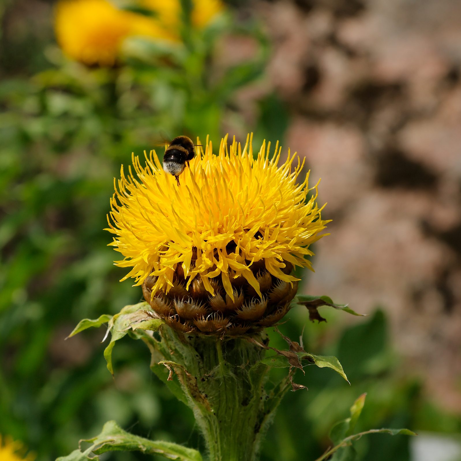 Big Head Purple Star Thistle (Centaurea macrocephala) plant