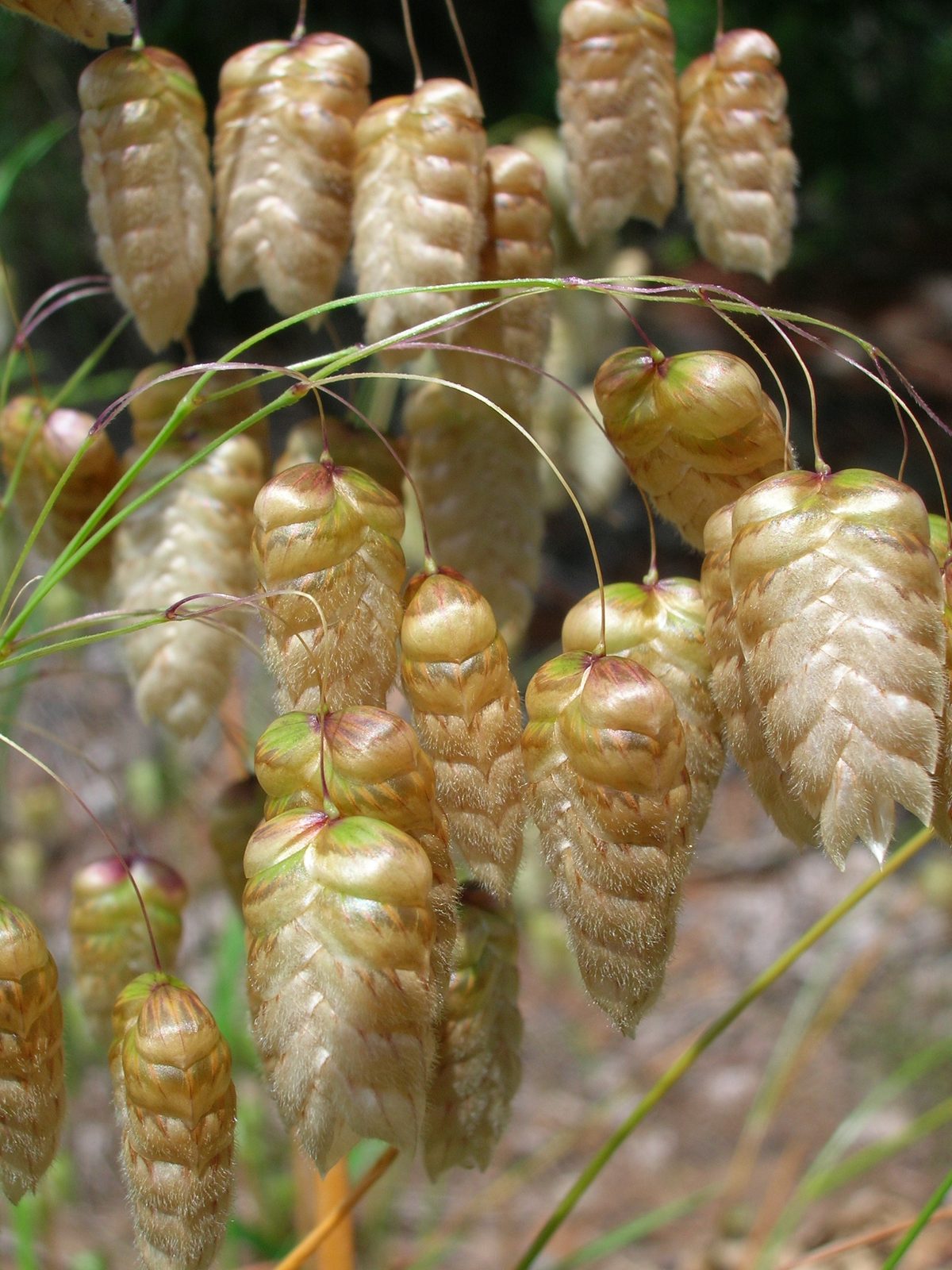 Big Quaking Grass (Briza maxima) plant