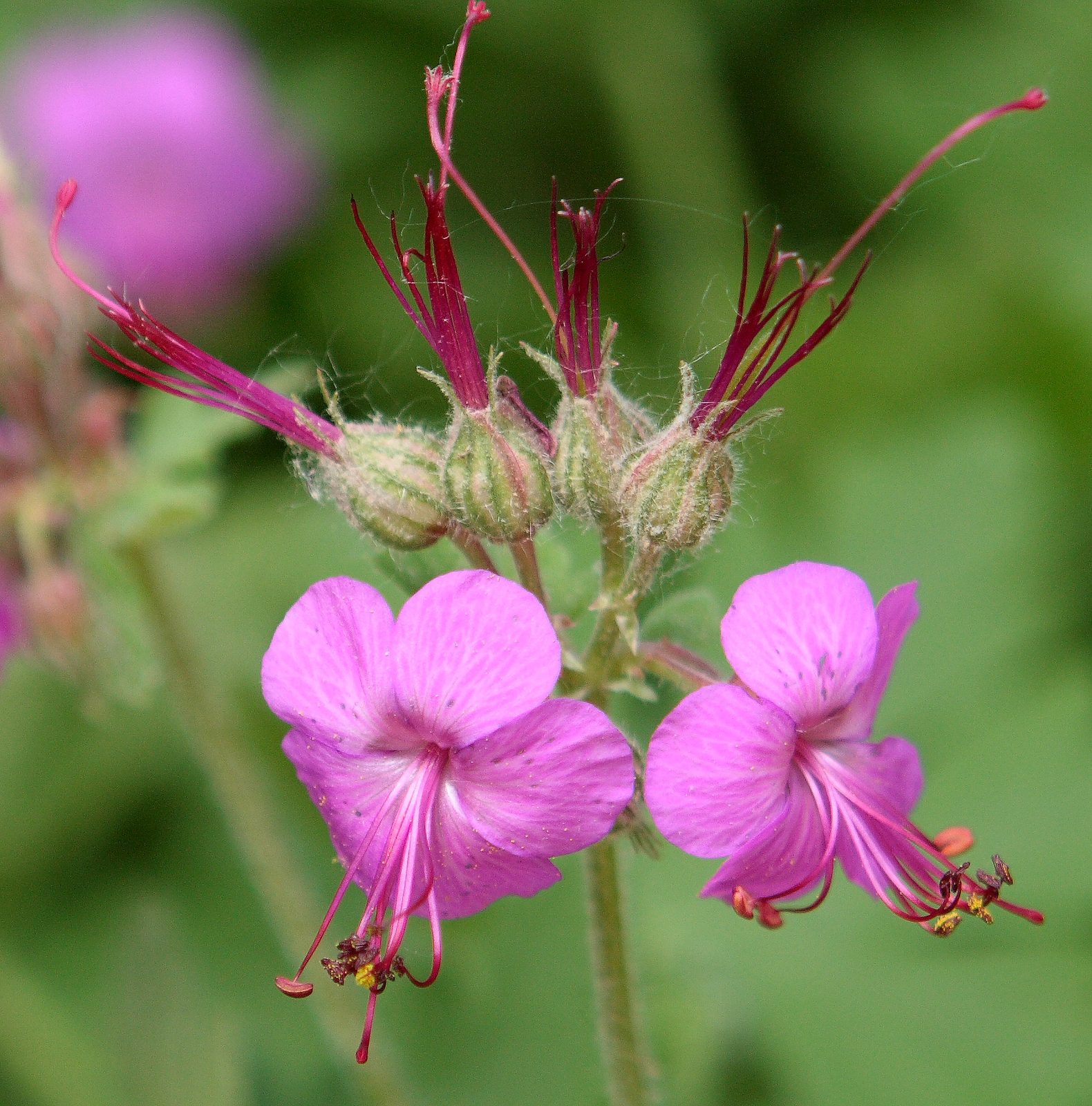 Bigroot Geranium (Geranium macrorrhizum) plant