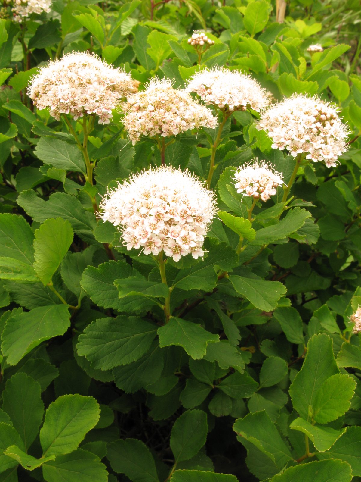 Birchleaf Spirea (Spiraea betulifolia) plant
