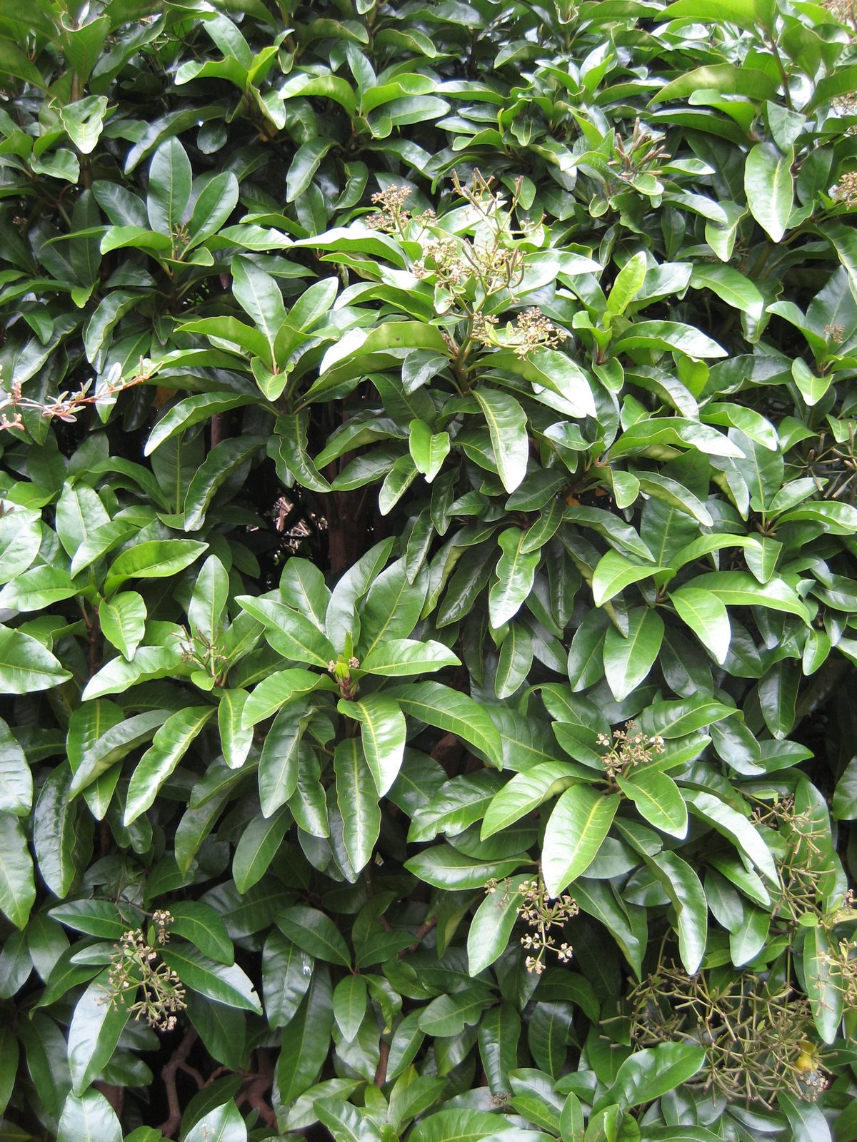 Bird Catcher Tree (Pisonia brunoniana) plant