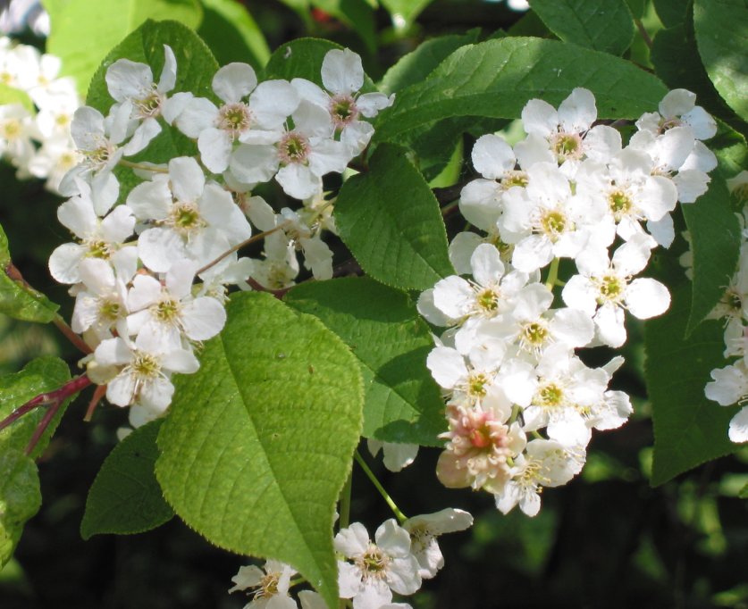 Bird Cherry (Prunus padus) plant