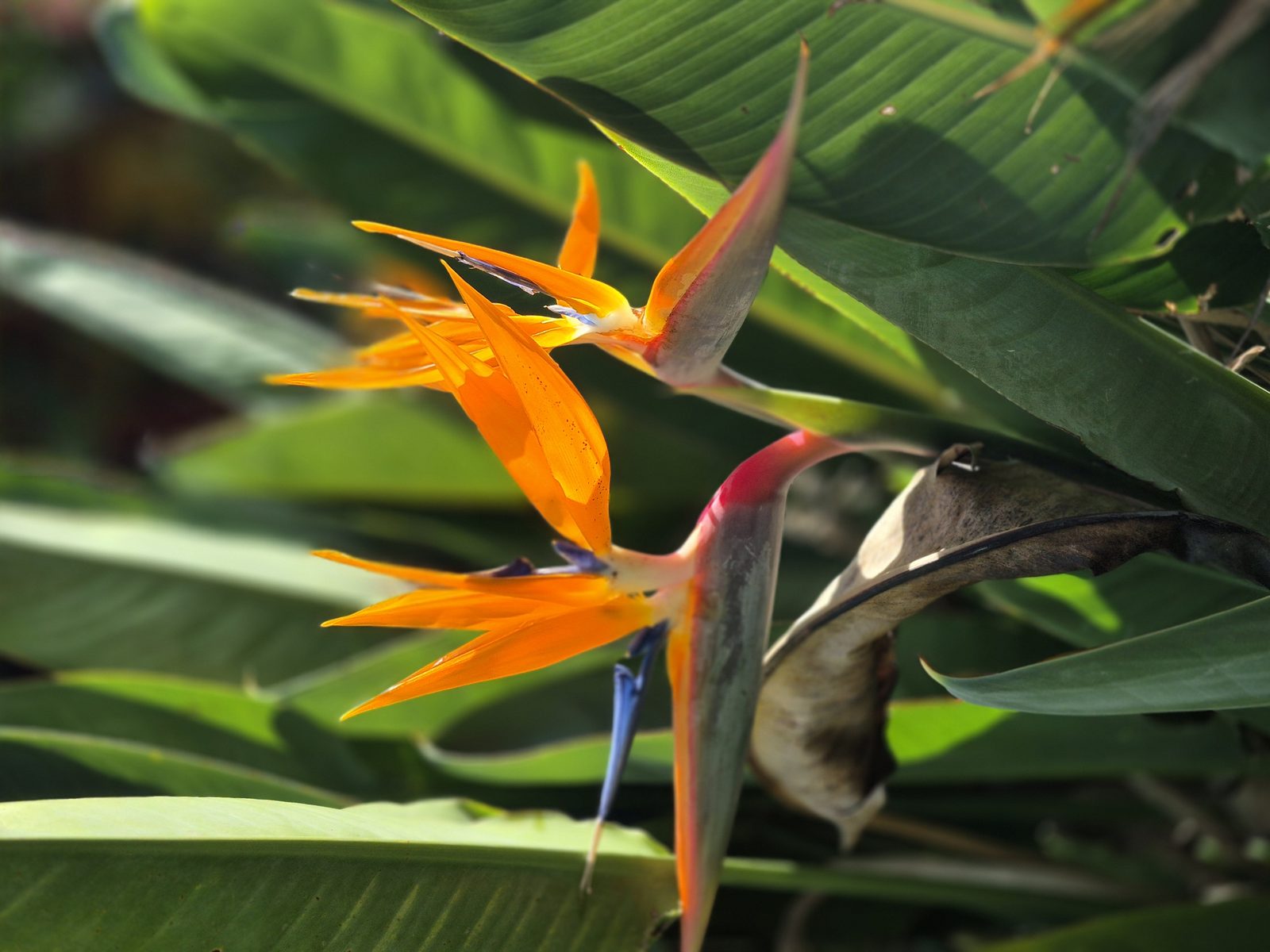 Bird Of Paradise (Strelitzia reginae) plant