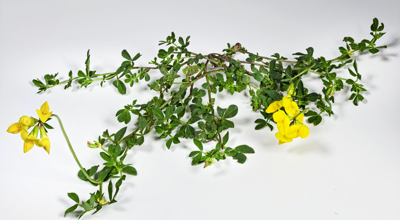 Bird's Foot Trefoil (Lotus corniculatus) plant