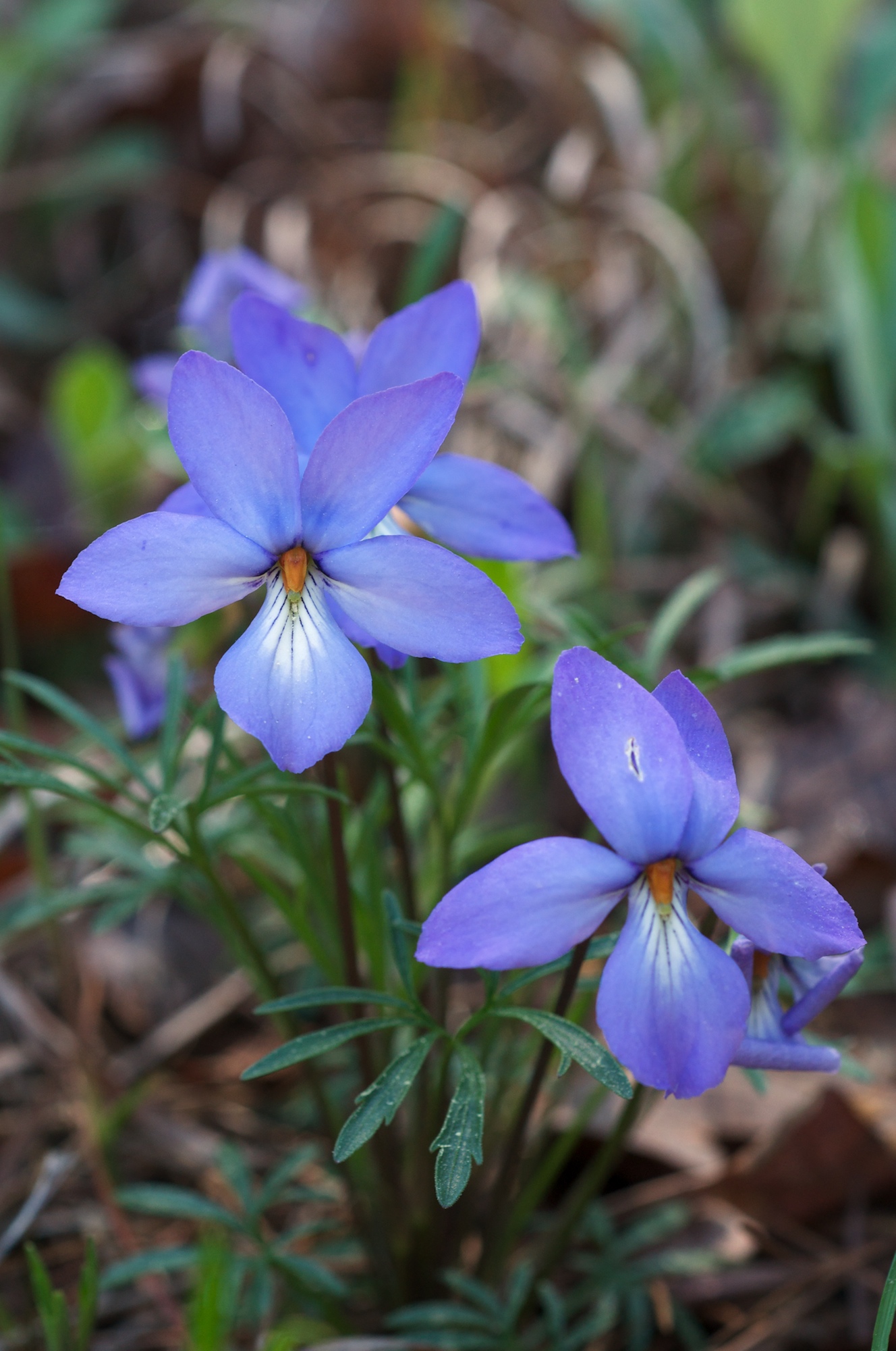 Bird's Foot Violet (Viola pedata) plant