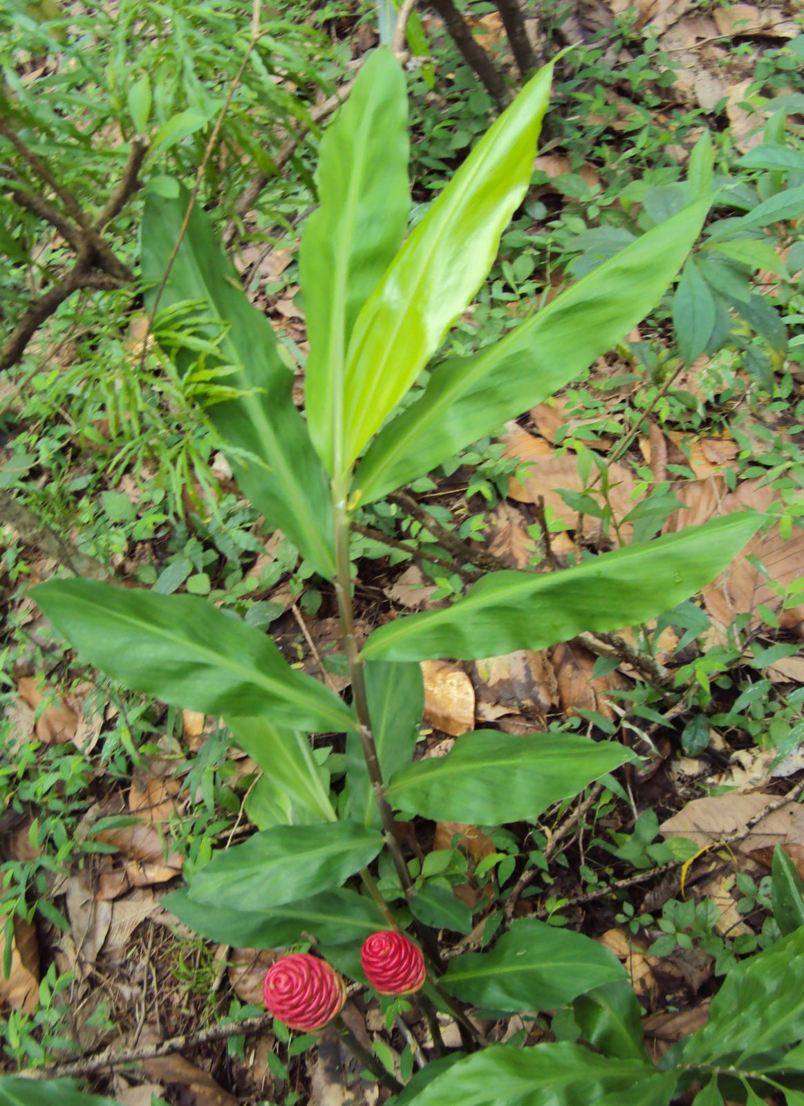 Bitter Ginger (Zingiber zerumbet) plant