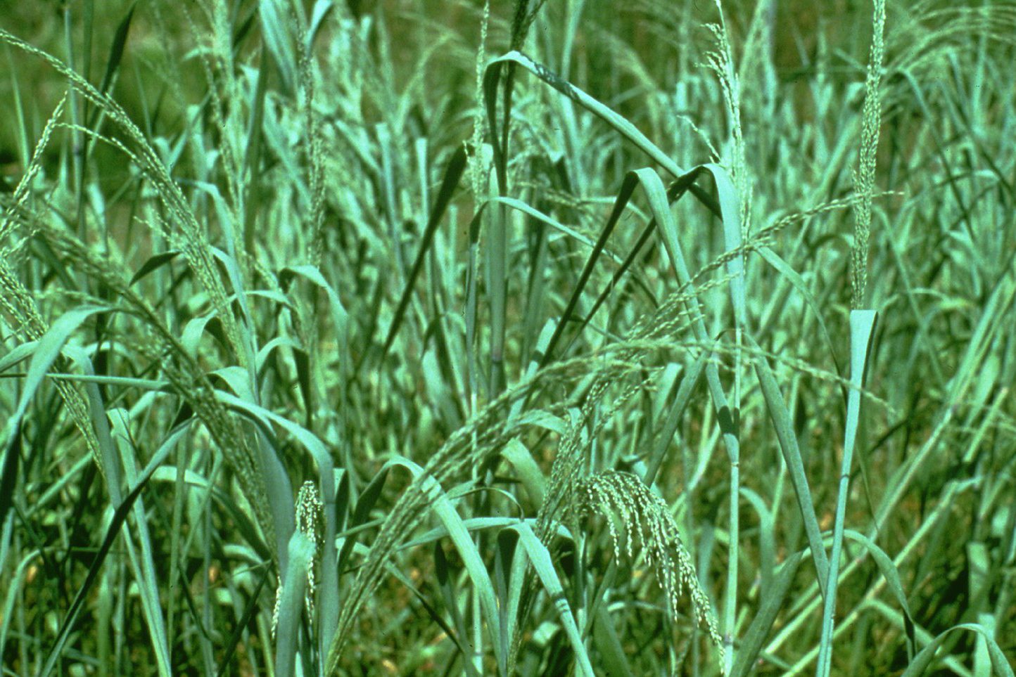 Bitter Switchgrass (Panicum amarum) plant