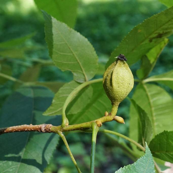 bitternut hickory (Carya cordiformis) plant — close-up photo