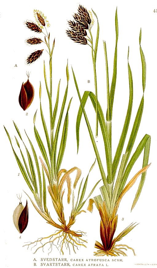 Black Alpine Sedge (Carex atrata) plant