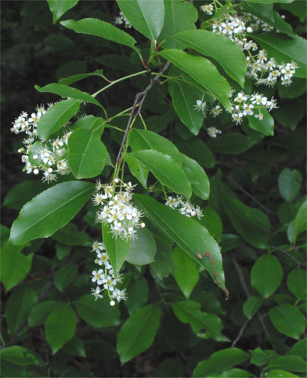 Black Cherry (Prunus serotina) plant