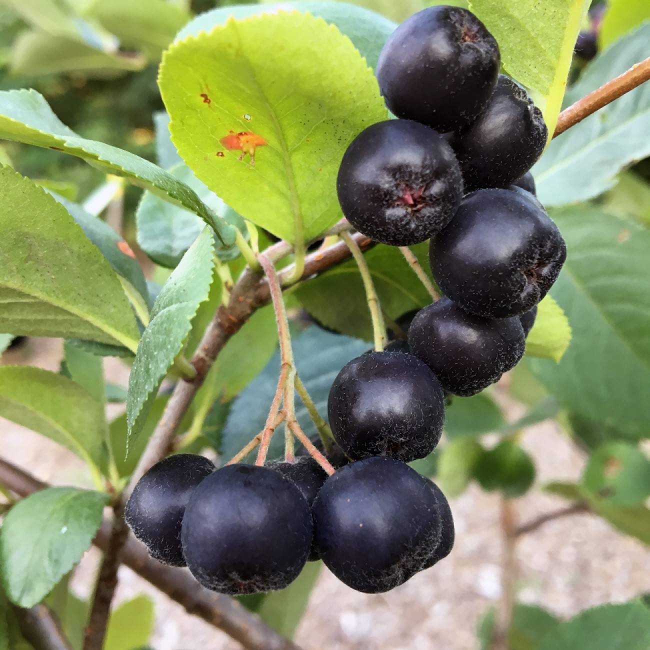black chokeberry (Aronia melanocarpa 'Morton' IROQUOIS BEAUTY) plant — close-up photo