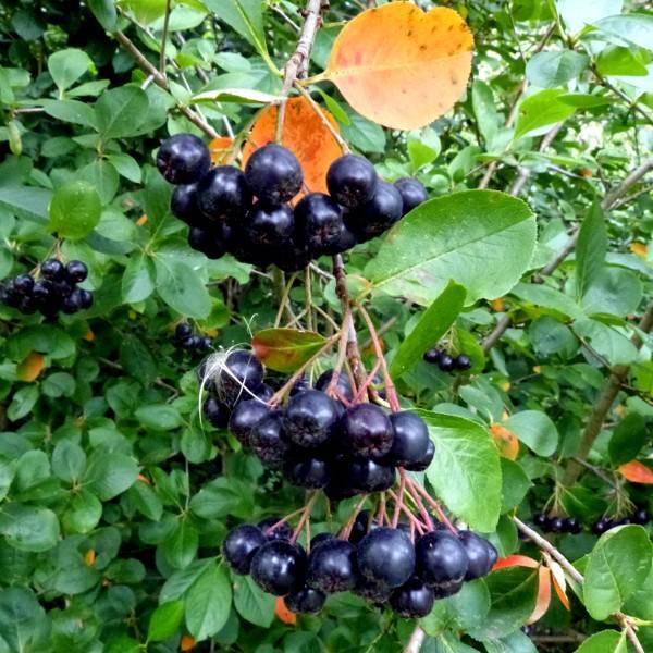 black chokeberry (Aronia melanocarpa 'UCONNAM165' LOW SCAPE MOUND) plant — close-up photo