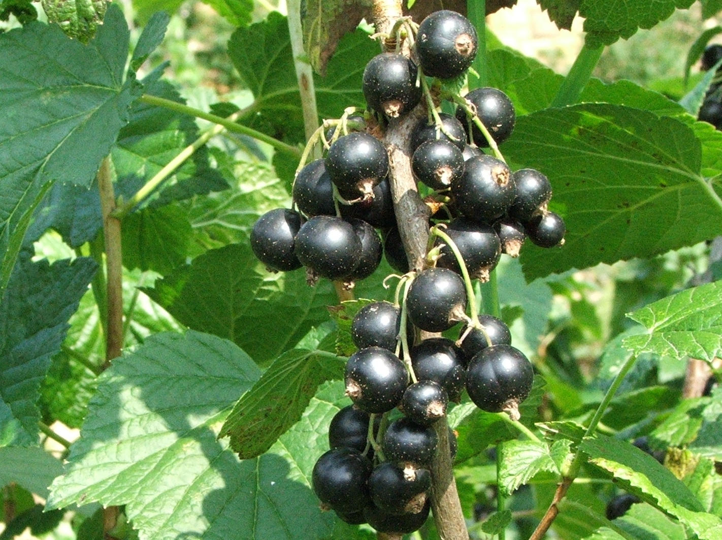 Black Currant (Ribes nigrum) plant