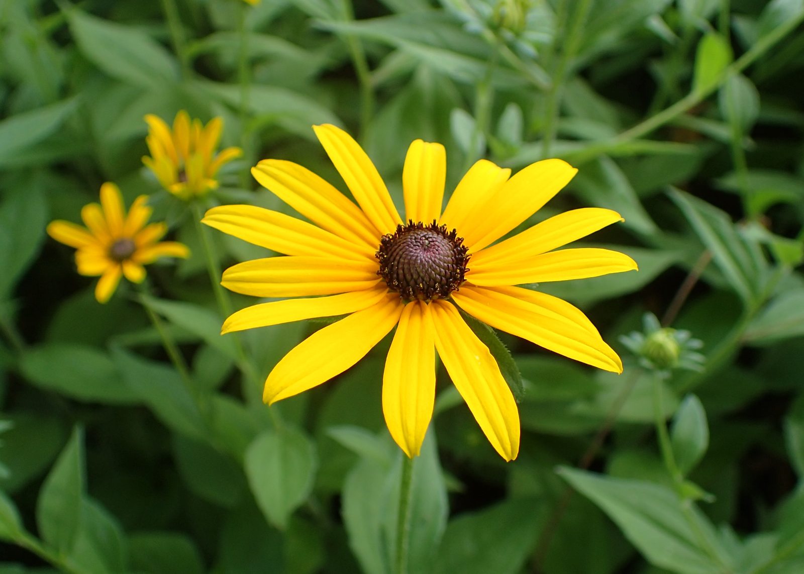 Black Eyed Susan (Rudbeckia hirta) plant