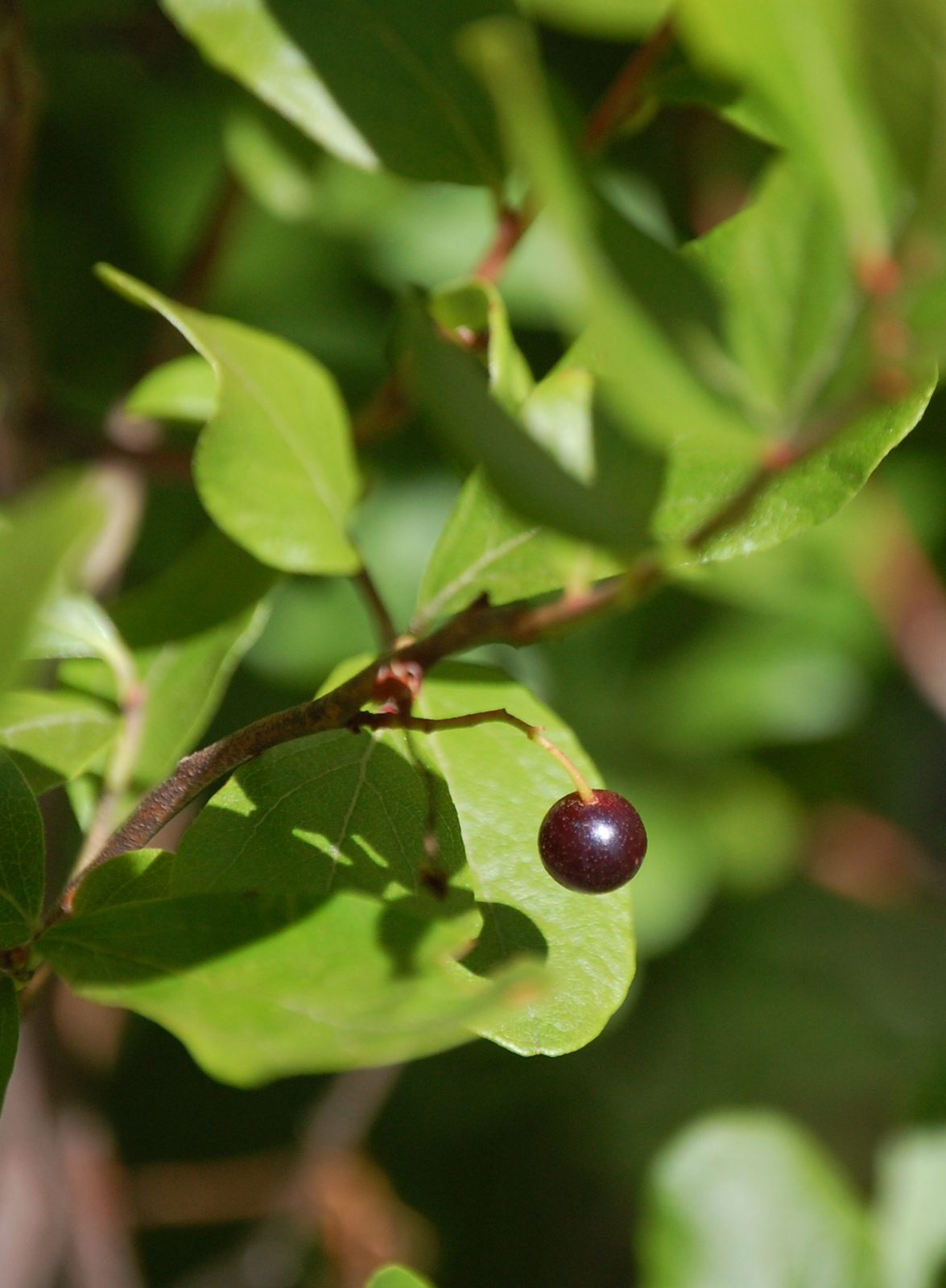 Black Huckleberry (Gaylussacia baccata) plant