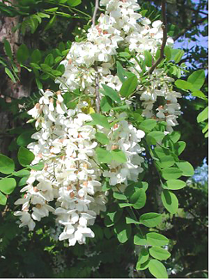 Black Locust (Robinia pseudoacacia) plant