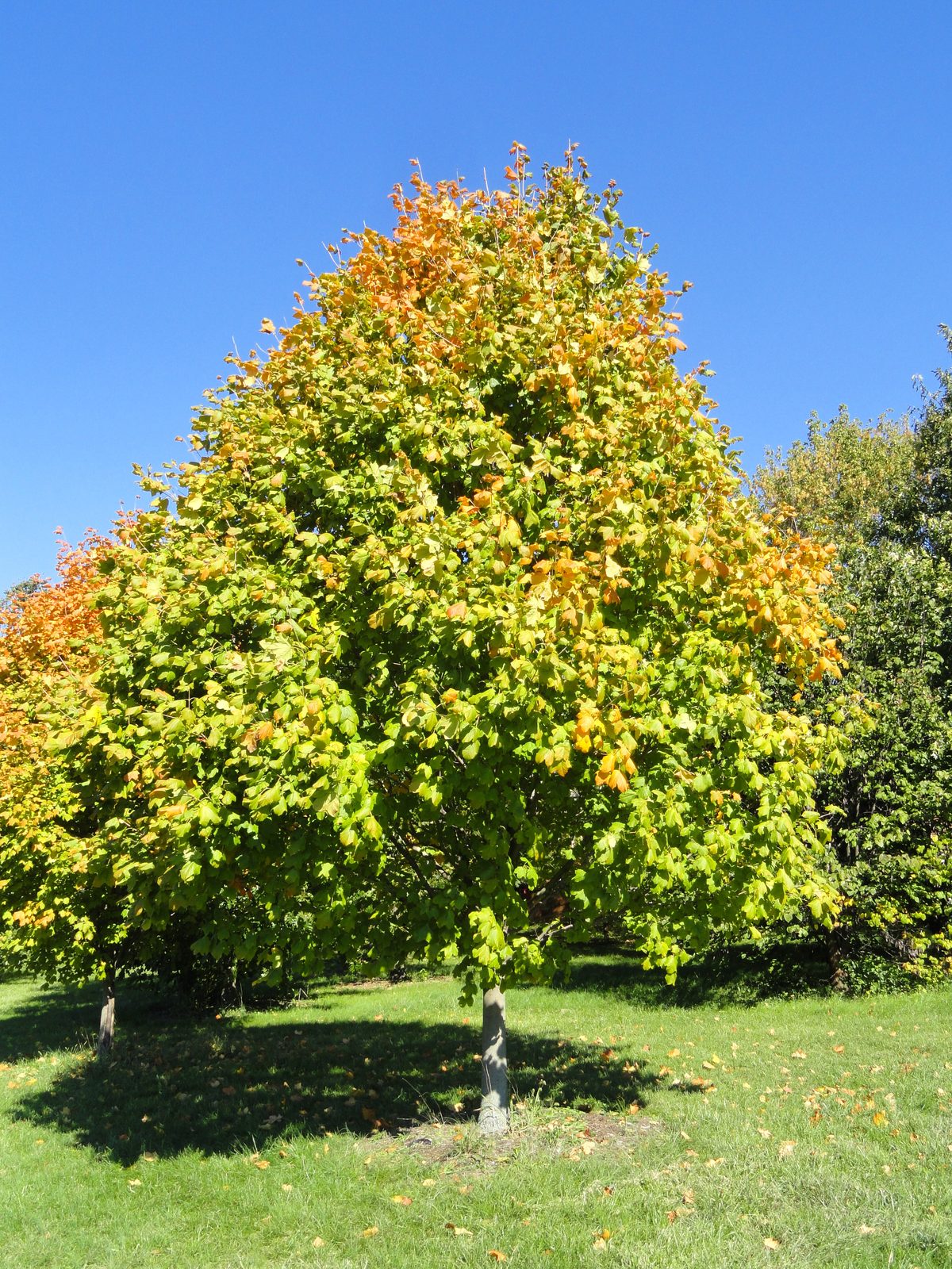 Black Maple (Acer nigrum) plant
