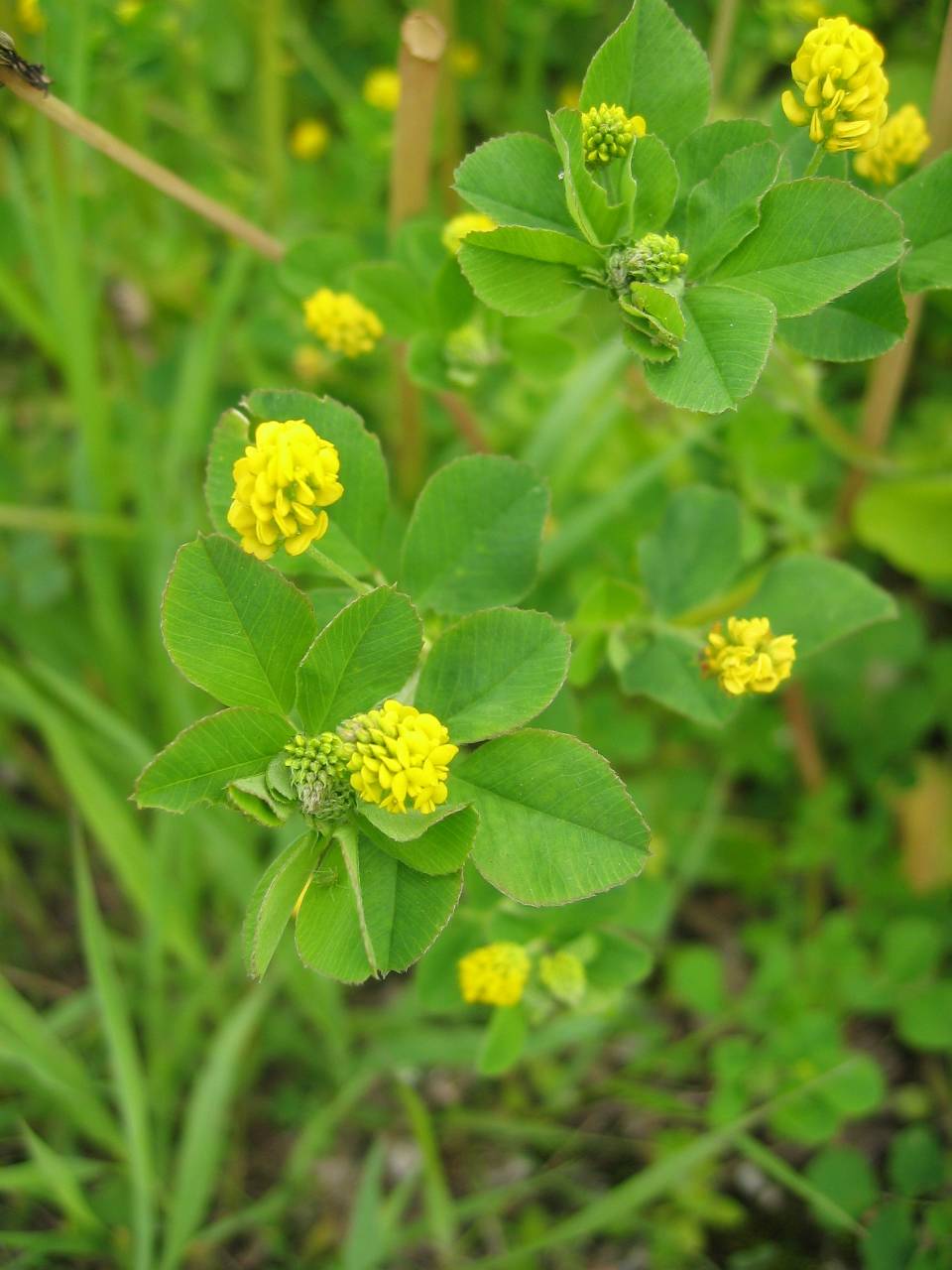 Black Medic (Medicago lupulina) plant