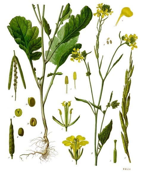 Black Mustard (Brassica nigra) plant