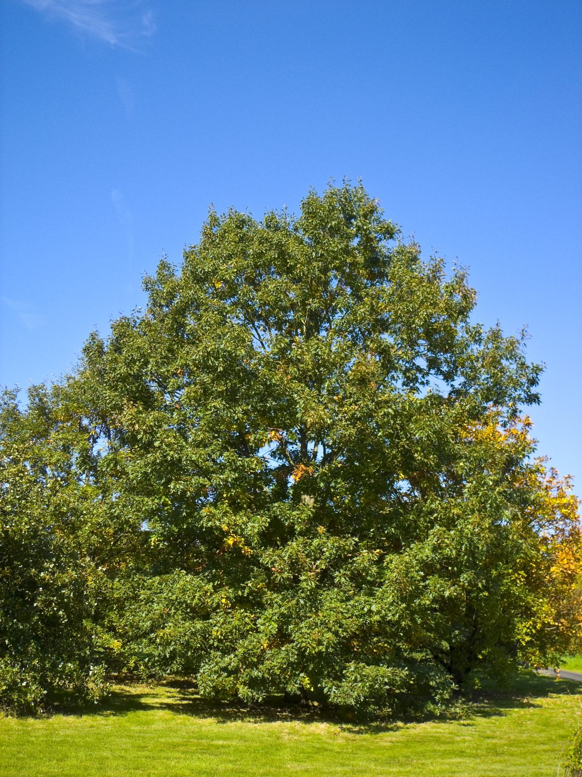 Black Oak (Quercus velutina) plant