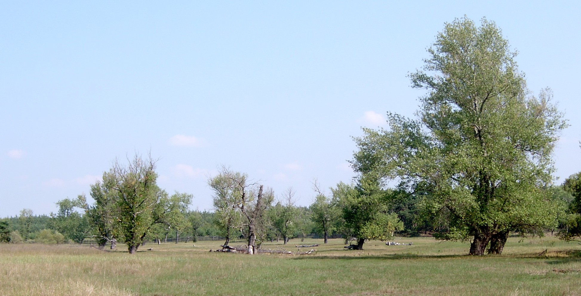 Black Poplar (Populus nigra) plant